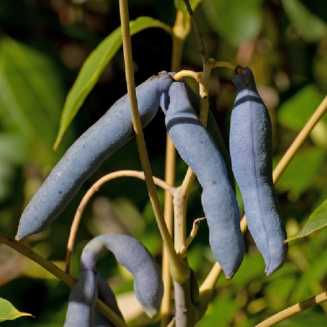 Decaisnea fargesii Augurkenstruik