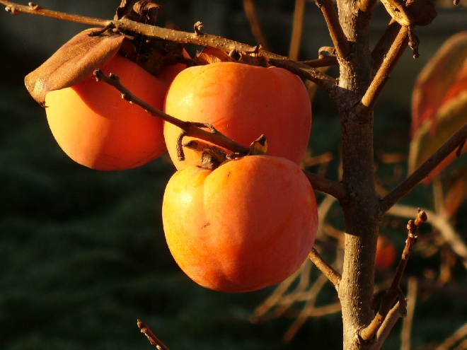 Diospyros kaki Kakiboom