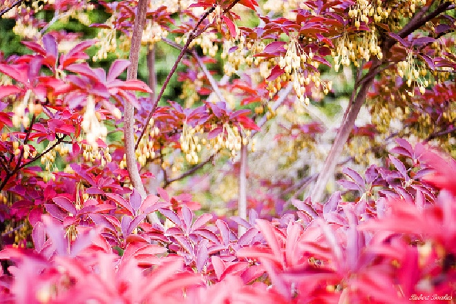 Enkianthus campanulatus 'Pagode' Pronkklokje