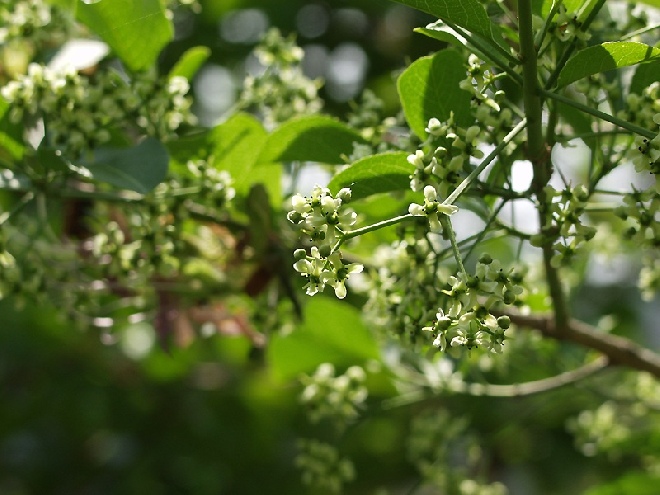 Euonymus maackii Kardinaalsmuts