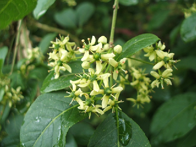 Euonymus phellomanus Kardinaalshoed