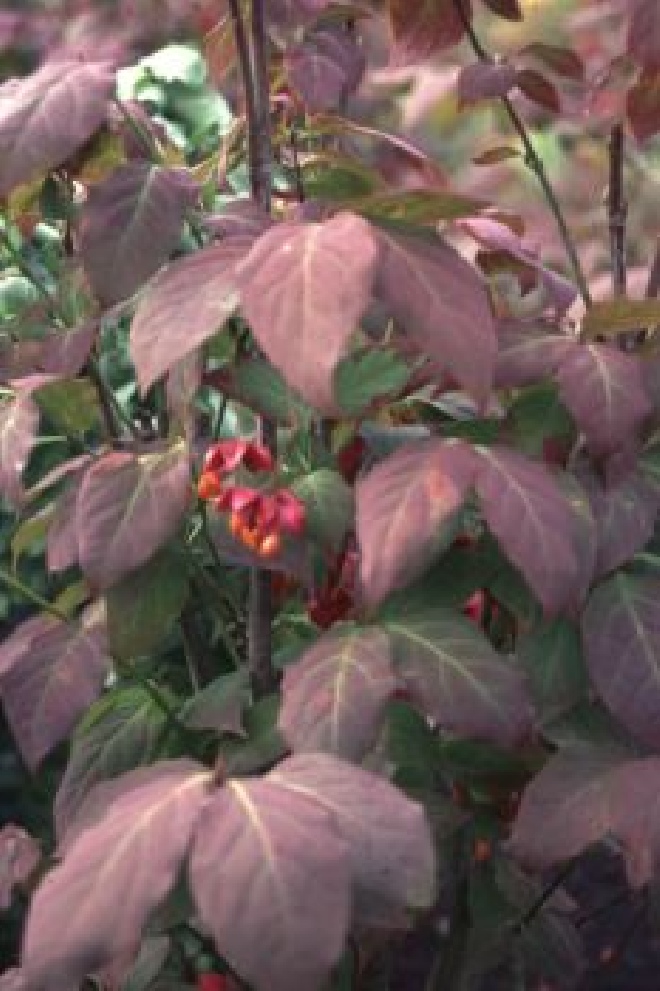 Euonymus planipes Kardinaalsmuts