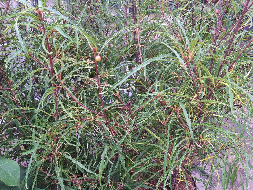 Frangula alnus 'Aspleniifolia' Vuilboom, Wegedoorn