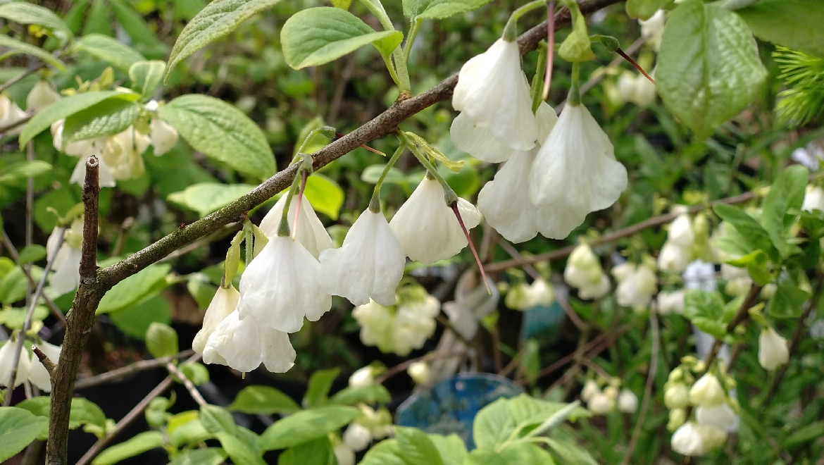 Halesia carolina - struikvorm Sneeuwklokjesboom