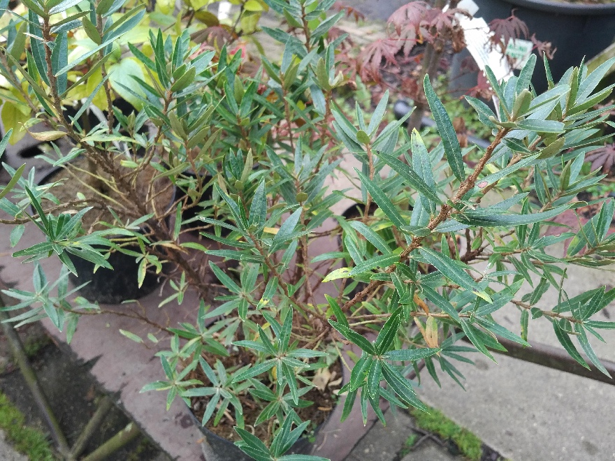 Hippophae rhamnoides Duindoorn