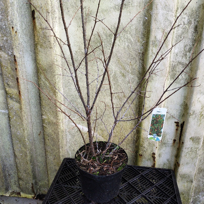 Hippophae rhamnoides 'Leikora' Duindoorn - vrouwelijk
