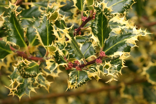 Ilex aquifolium 'Argentea Marginata Pendula' Bonte treurhulst