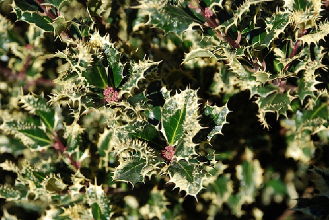 Ilex aquifolium 'Ferox Argentea' Egelhulst