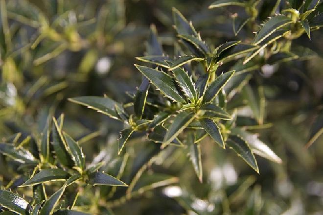 Ilex aquifolium 'Myrtifolia' Ananashulst