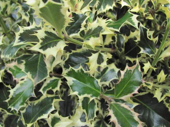 Ilex aquifolium 'Argentea Marginata' Hulst
