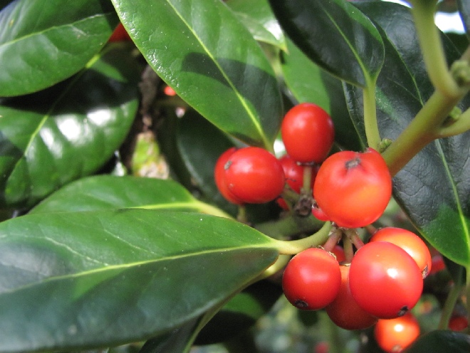 Ilex aquifolium 'J.C. van Tol' - struikvorm Beshulst