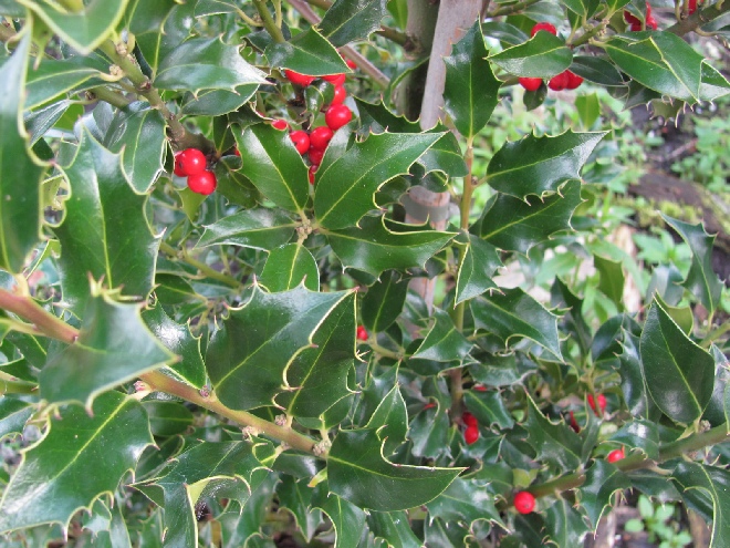 Ilex aquifolium  - hegvorm Scherpe of Groene Hulst