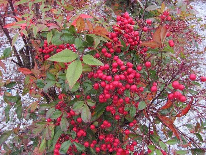 Nandina domestica Hemelse Bamboe, Heilige Bamboe