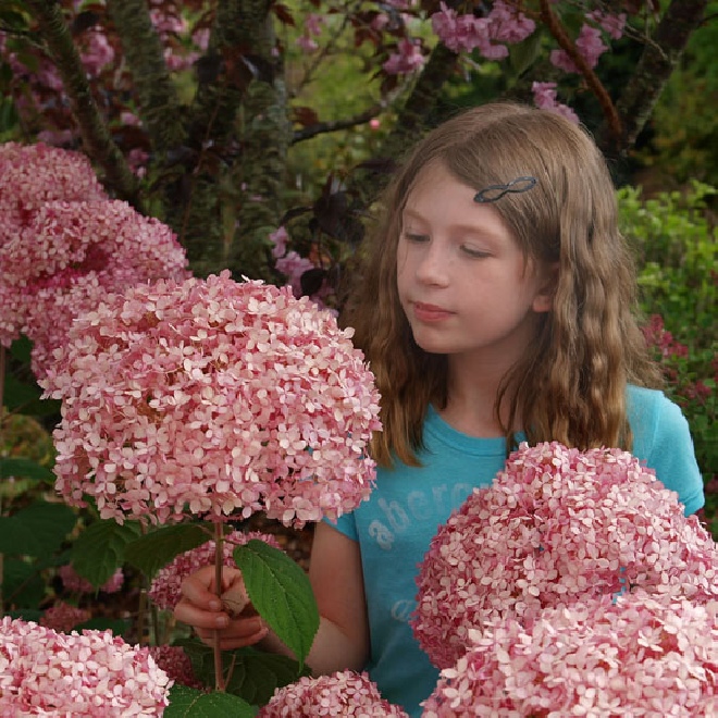Hydrangea arborescens 'NCHA1' (PINK ANNABELLE INVINCIBELLE)) Roze Annabelle Hortensia