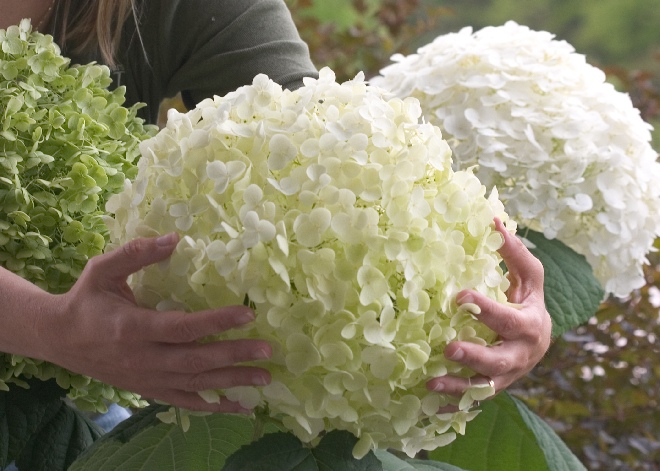 Hydrangea arborescens 'Abetwo' (Incrediball) Strong Annabelle
