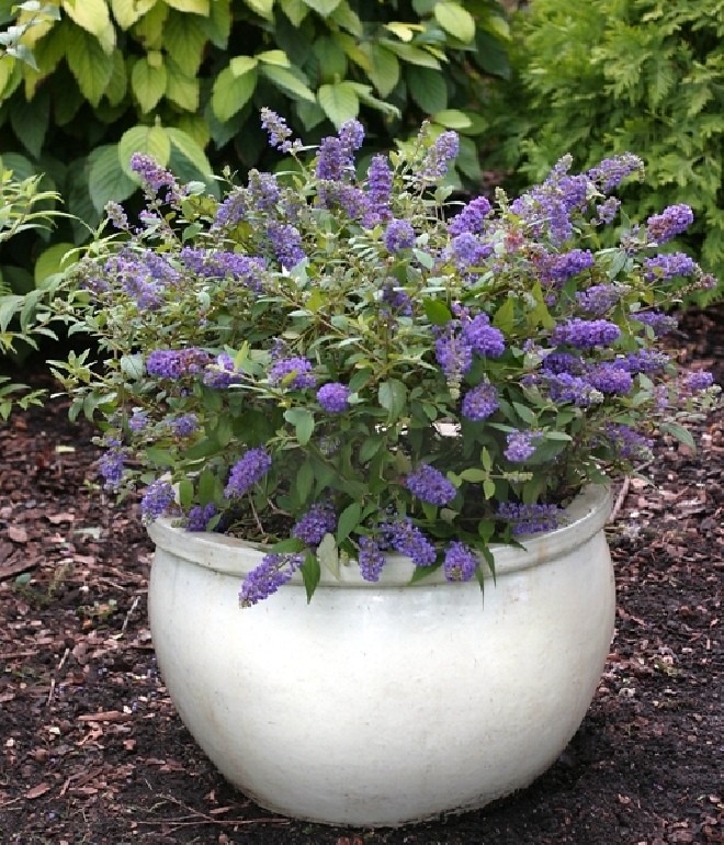 Buddleja 'Blue Chip Jr' (NC2009-3) Minivlinderstruik