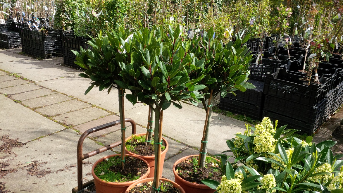 Laurus nobilis Echte Laurier, Laurierblad