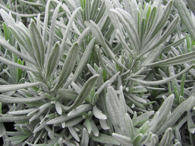 Lavandula angustifolia (syn. L. officinalis) Mediterrane Lavendel, Eetbare Lavendel