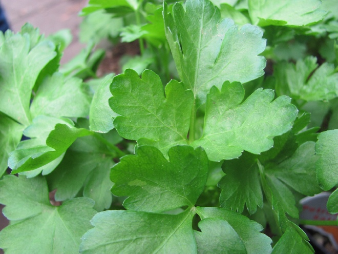 Petroselinum crispum (Blad) Bladpeterselie, Platte Peterselie
