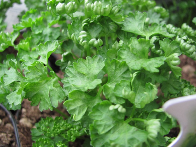 Petroselinum crispum (Krul) Krulpeterselie
