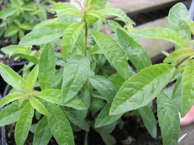 Aloysia triphylla, (Onbespoten) Citroenverbena, Verveine Bio