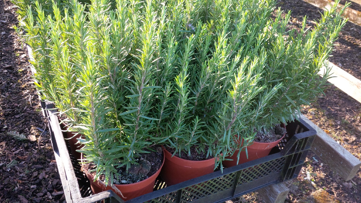 Rosmarinus officinalis Rozemarijn