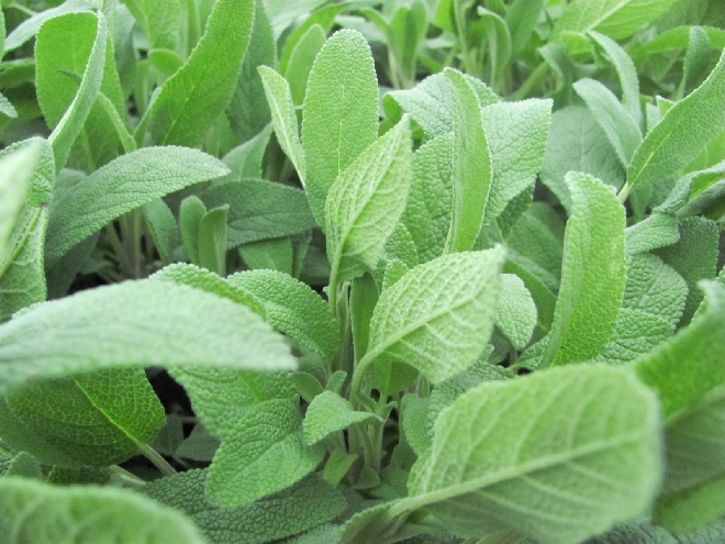 Salvia officinalis Salie