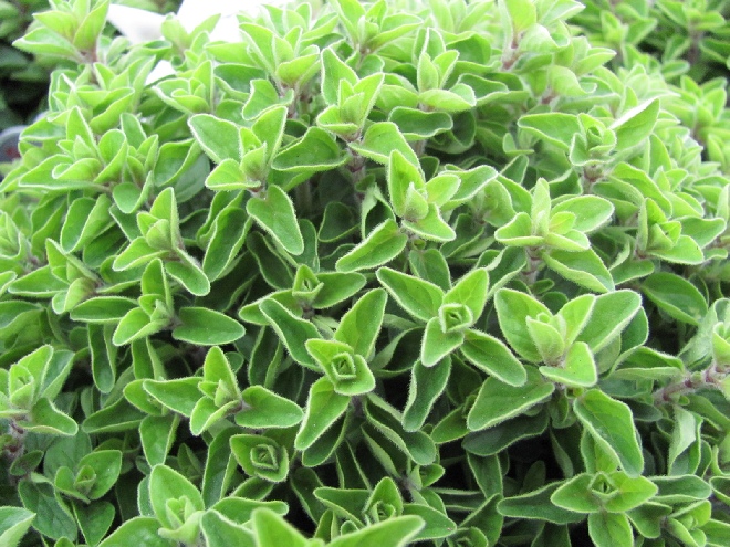Origanum vulgare Oregano, Wilde Marjolein, Marjoraan