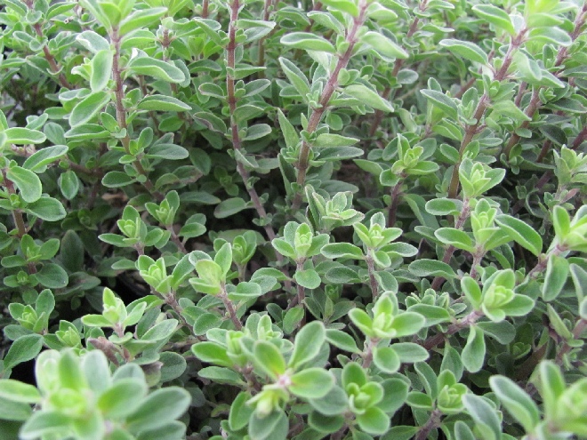 Origanum majorana (syn. Majorana hortensis)(Onbespoten) Echte Marjolein, Worstkruid, Majoraan