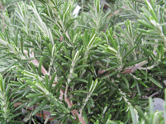 Rosmarinus officinalis 'Capri' Hangende Rozemarijn