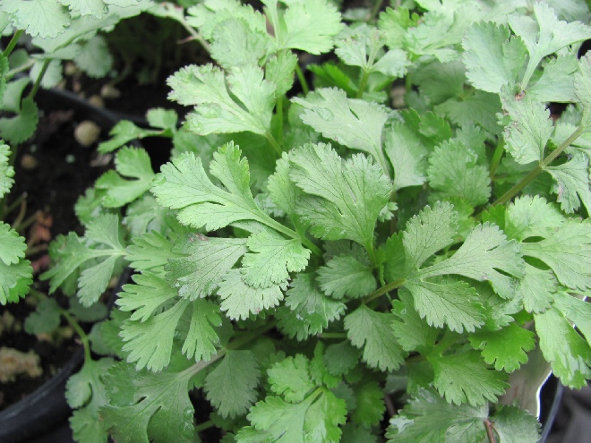 Coriandrum sativum Koriander