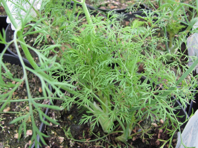 Anethum graveolens Dille