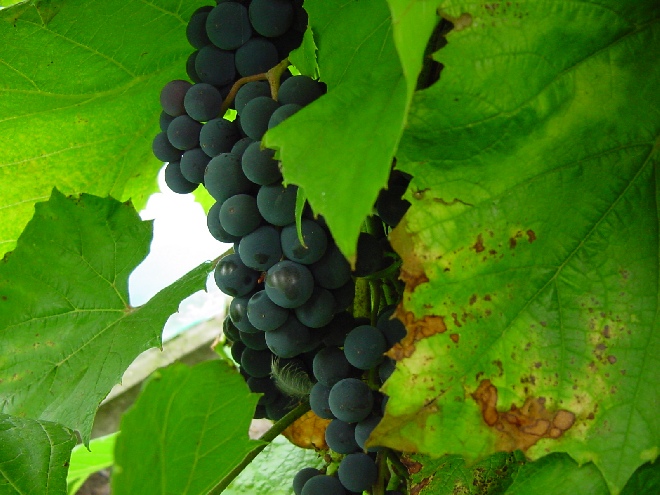 Vitis 'Boskoop Glory' (syn. Glorie van Boskoop) Zoete Blauwe Buitendruif