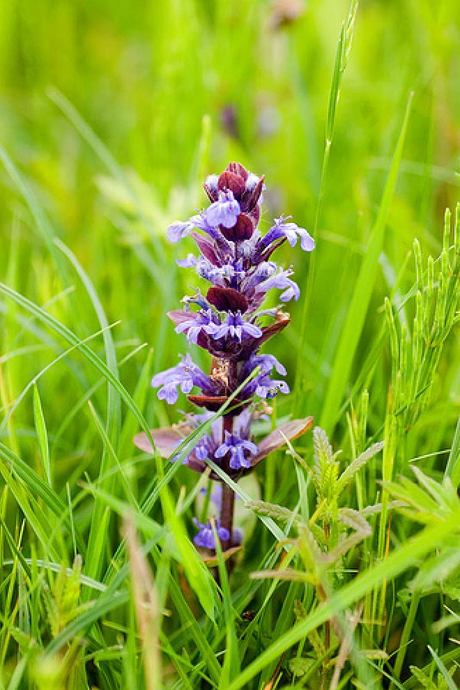 Ajuga reptans 'Purple Torch' Kruipend Zenegroen
