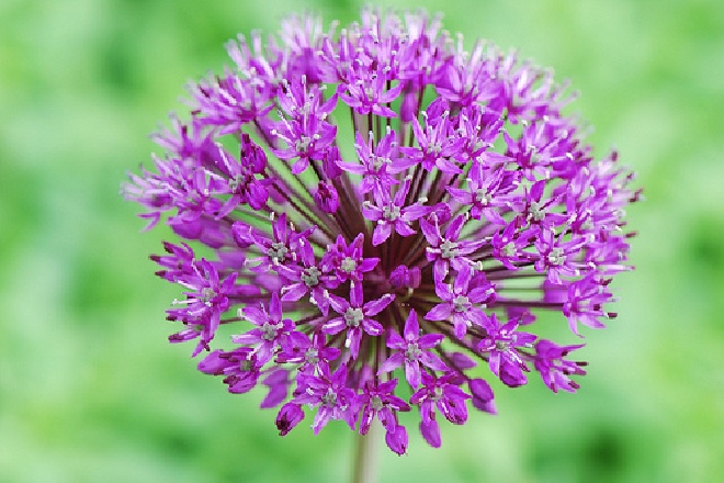Allium aflatunense 'Purple Sensation' (syn. allium 'Purple Sensation') Paarse Sierui