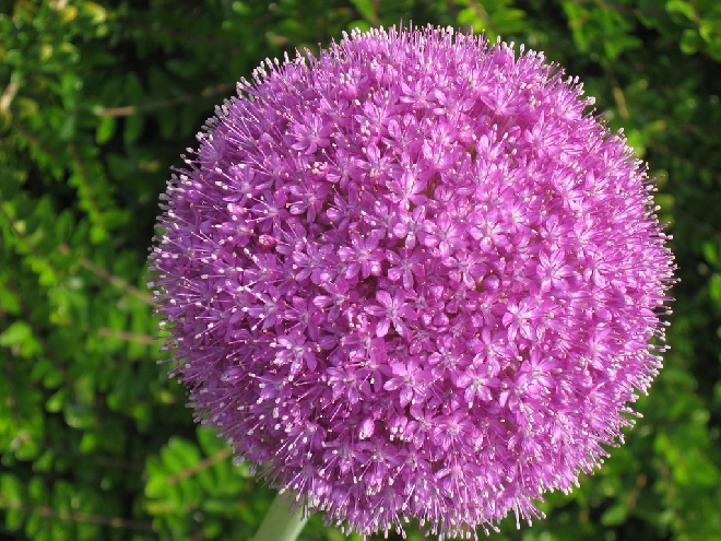 Allium giganteum Paarse Sierui of Reuzenlook