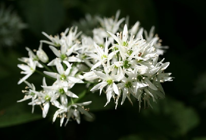 Allium ursinum Daslook