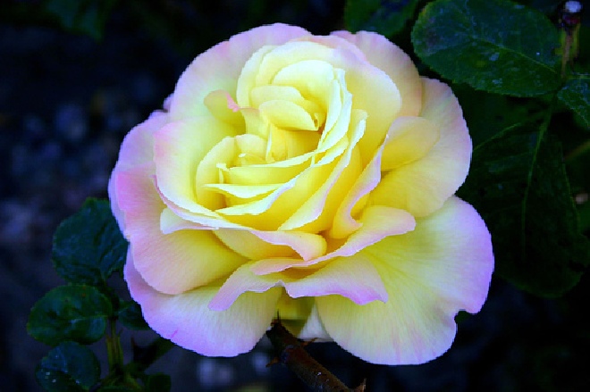 Rosa 'Peace' (Struikroos) 