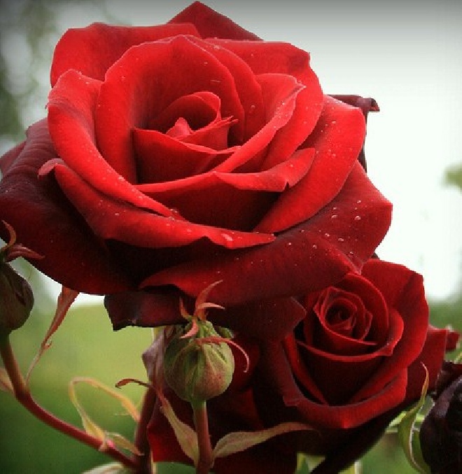 Rosa 'Stromboli' Rode Struikroos