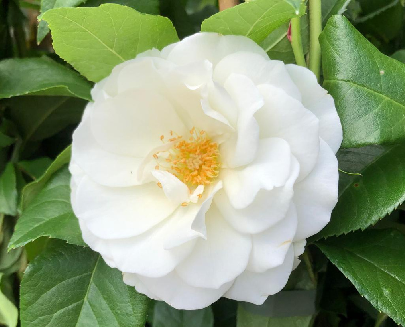 Rosa 'Climbing Schneewittchen' Witte Klimroos