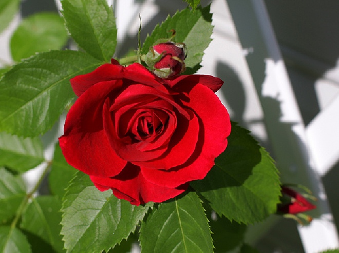 Rosa 'Korflata' (Flammentanz) Rode Klimroos
