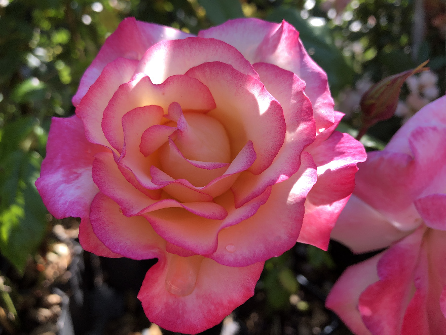 Rosa 'Macha' (Händel) (Klimroos) Wit/roze Klimroos