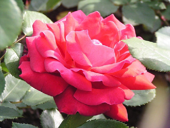 Rosa 'Dame de Coeur' (Queen of Hearts) (Struikroos) 