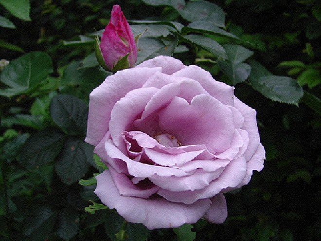 Rosa 'Blue Queen' (Azubis, Blue Lady, Indigoletta)  Violet-kleurige Klimroos