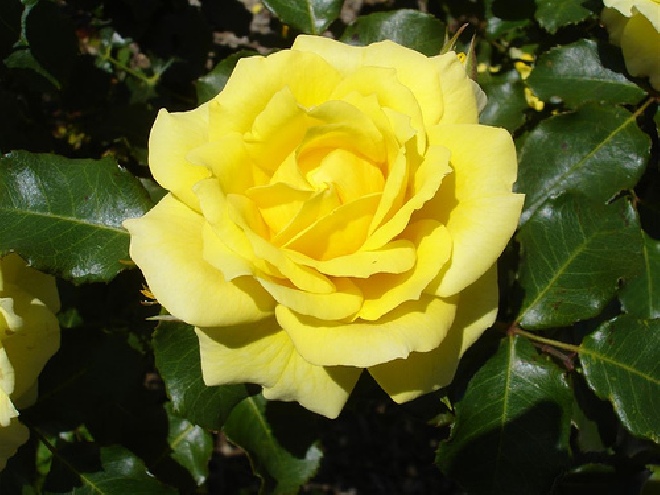 Rosa 'Paul's Lemon Pillar' (Klimroos) Citroengele klimroos