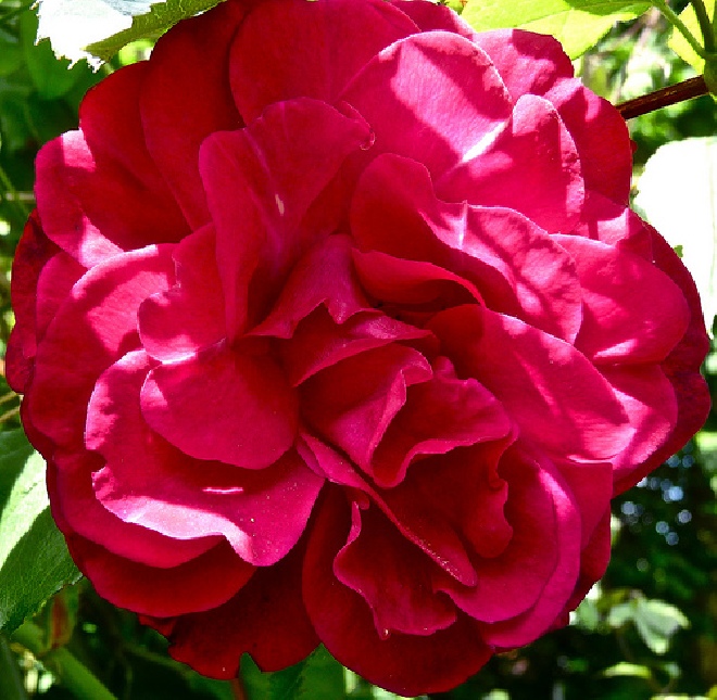 Rosa 'Paul's Scarlet Climber' (Klimroos) Rode klimroos