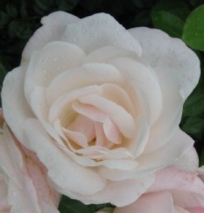 Rosa 'Rutrulo' (True Love) (Struikroos) 