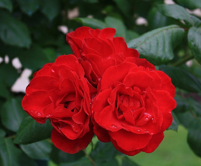 Rosa 'Nina Weibull' (Struikroos) Rode trosroos, struikroos