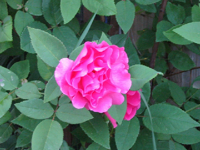 Rosa 'Zéphirine Drouhin' (Klimroos) Wijnroze Doornloze Klimroos