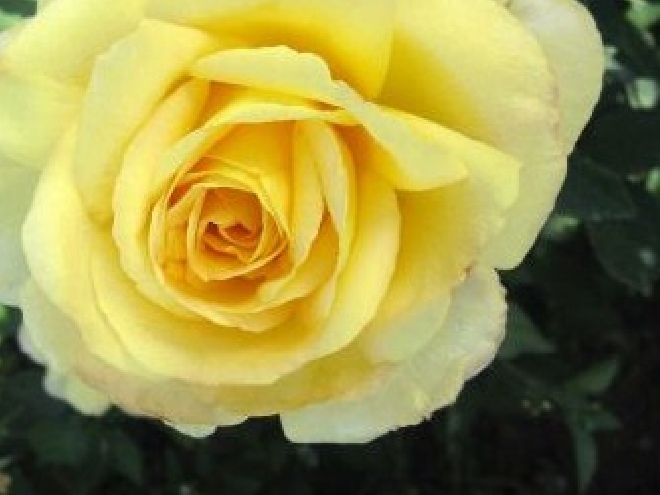 Rosa 'Golden Perfume' (Klimroos) 